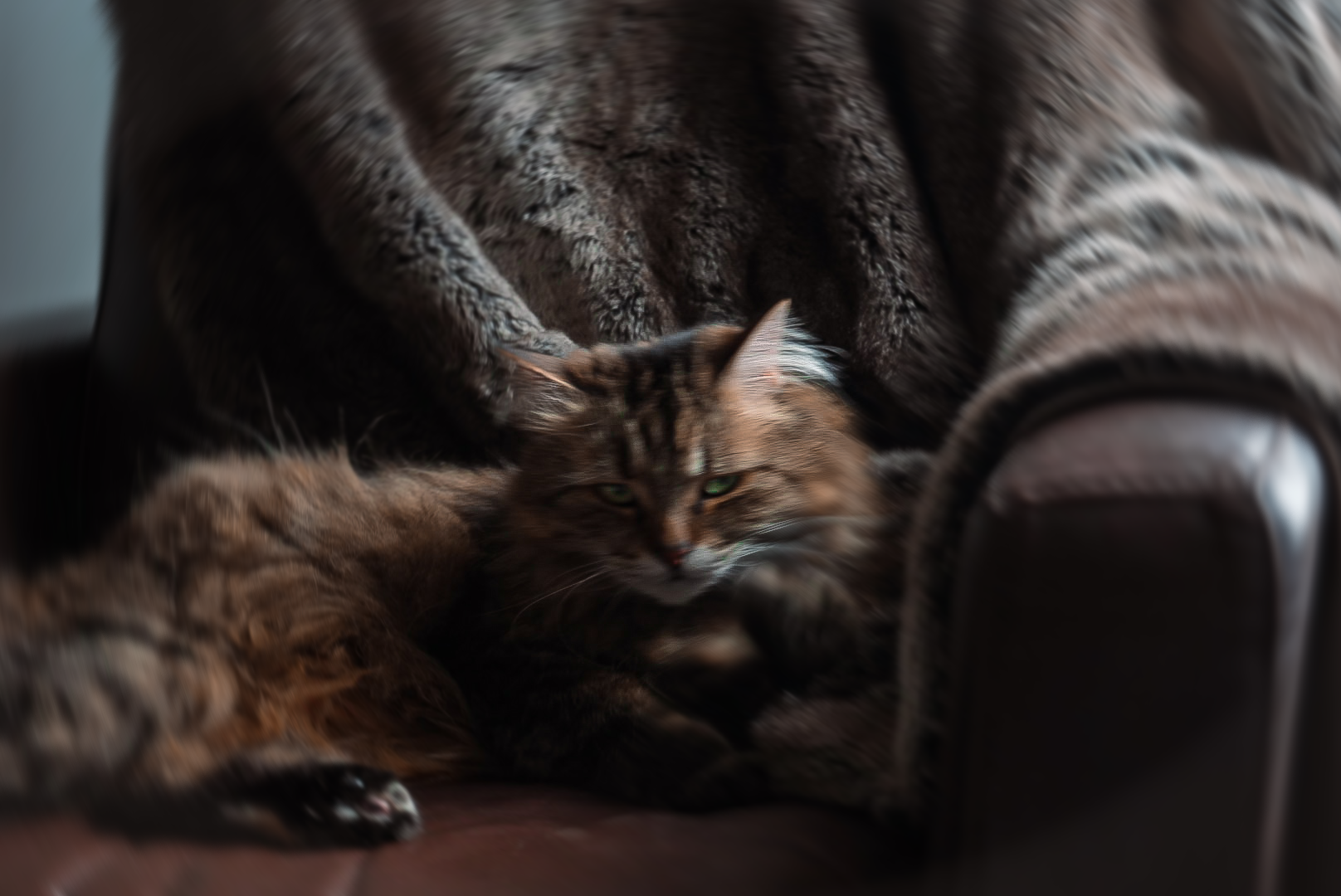 Maternity portrait